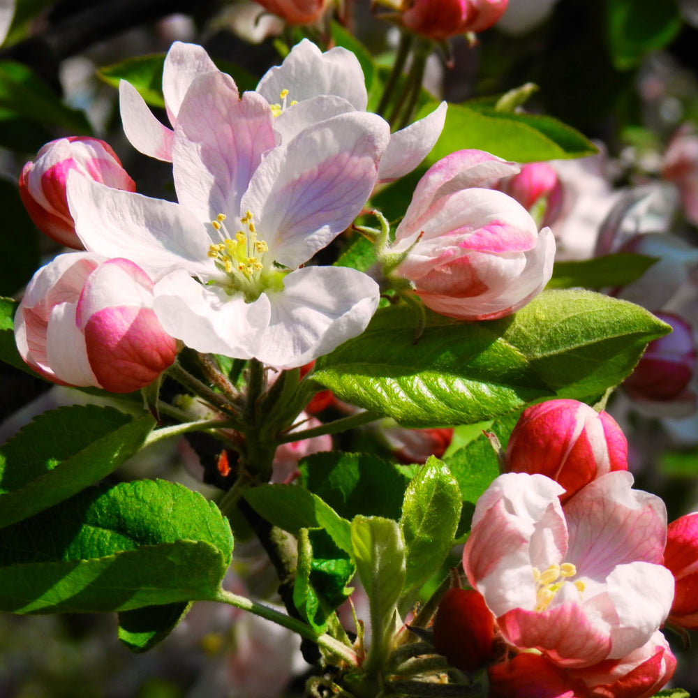 Apple Blossom Riau Candle